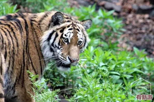 2023年4虎最新永久地域網(wǎng)名：深入理解其背后的文化與意義