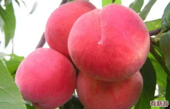 一區(qū)二區(qū)三區(qū)水蜜桃＂熱銷市場