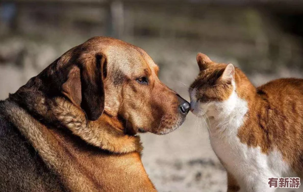 人狗膠配方大全狗狗一