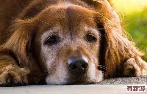 人狗膠配方大全狗狗一：明星寵物也愛用的神奇配方-竟然能讓毛發(fā)更亮麗！