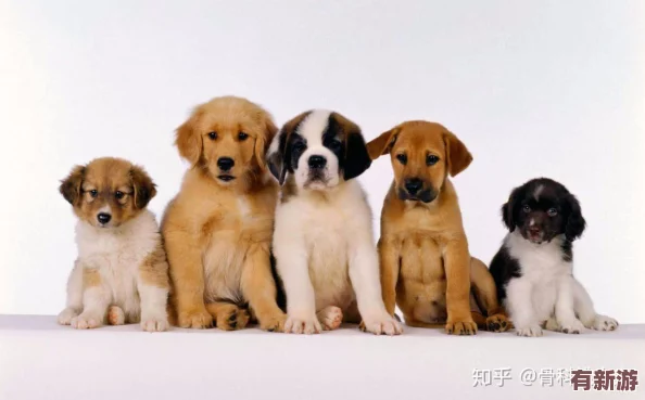 我的狗老公拉婆婆一起貼吧：網(wǎng)友曝光兩人關(guān)系曖昧-引發(fā)熱議和猜測