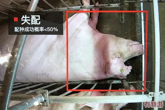 人豬又細(xì)又長(zhǎng)像鉆頭一樣-科學(xué)家發(fā)現(xiàn)其獨(dú)特生理結(jié)構(gòu)或與進(jìn)化適應(yīng)有關(guān)-引發(fā)廣泛關(guān)注和討論