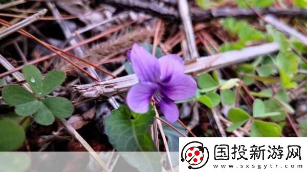 野花社區(qū)在線視頻無碼-探索野花社區(qū)：精彩在線視頻盡在掌握！