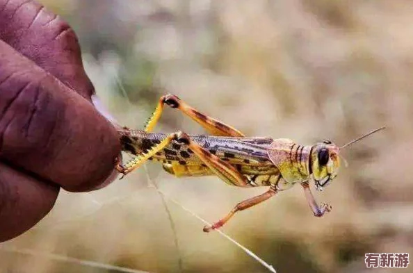 無人區(qū)編碼6229Jm央視蚱蜢：解析其獨(dú)特生態(tài)特征及在環(huán)境保護(hù)中的重要意義