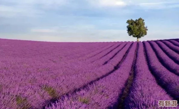 薰衣草研究所入口隱藏2024：揭示香氣療法的科學基礎與應用前景分析